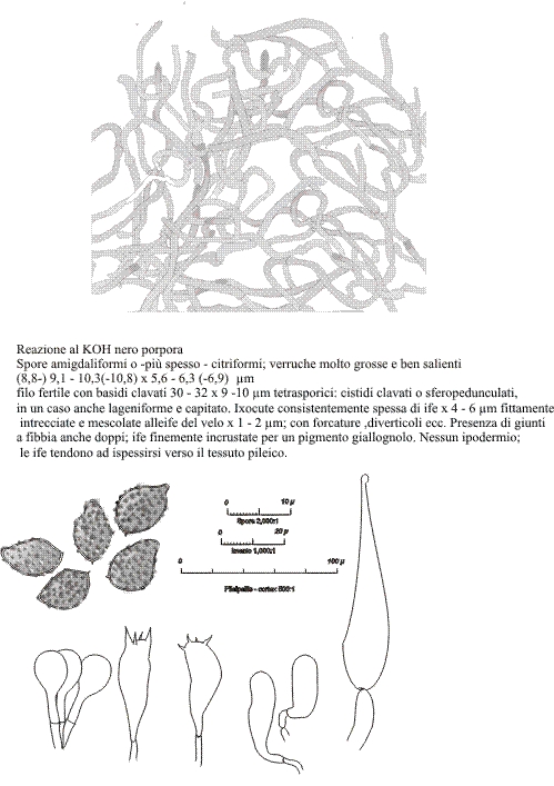 Cortinarius glaucescens